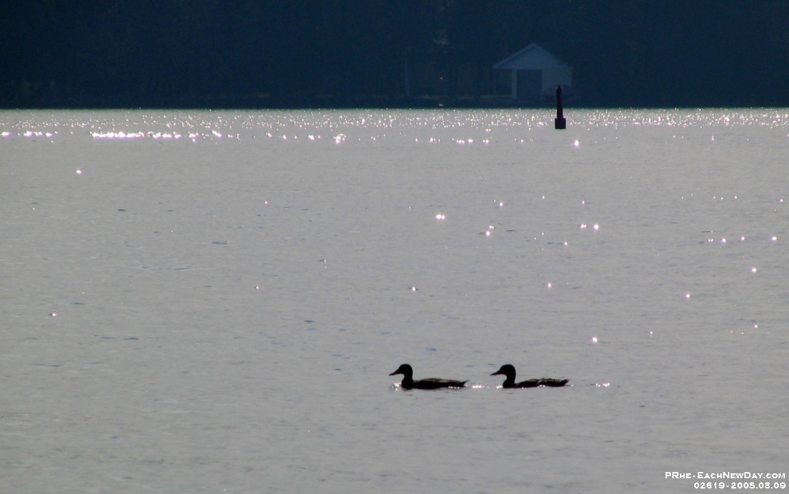 02619cl - Ducks swimming along Sturgeon Lake